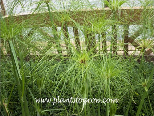 King Tut (Cyperus papyrus)
The leaf-like structures are actually bracts of the flower inflorescence.